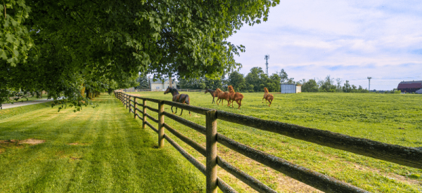 Wood ranch reail
